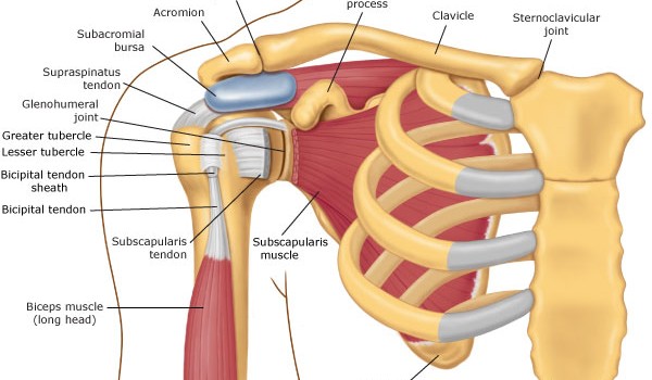 shoulder pain anatomy (3).jpg